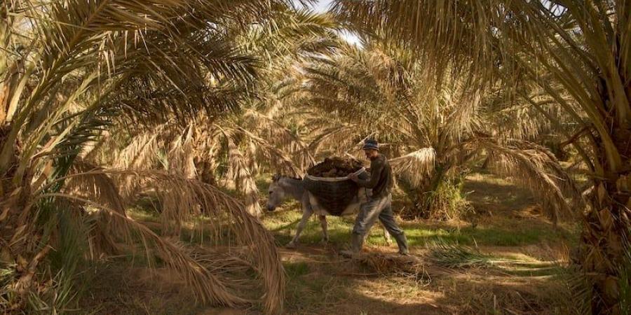 الواحات
      تبرز
      التفرد
      المحلي
      بالمغرب - غاية التعليمية