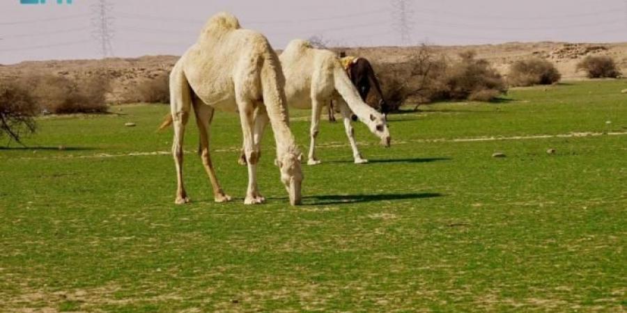 الإبل
      في
      فياض
      غرب
      رفحاء..
      لوحة
      جمالية
      تجمع
      الطبيعة
      والتراث - غاية التعليمية