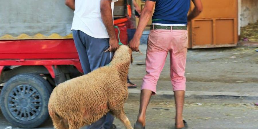 عراش:
      الواقع
      يبرز
      صعوبة
      "نحر
      الأضاحي"..
      والقرار
      الملكي
      إستراتيجي - غاية التعليمية