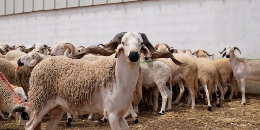 عدم
      ذبح
      أضاحي
      العيد
      يفتح
      آفاق
      تحسين
      القطيع
      وزيادة
      الإنتاج
      في
      المغرب - غاية التعليمية