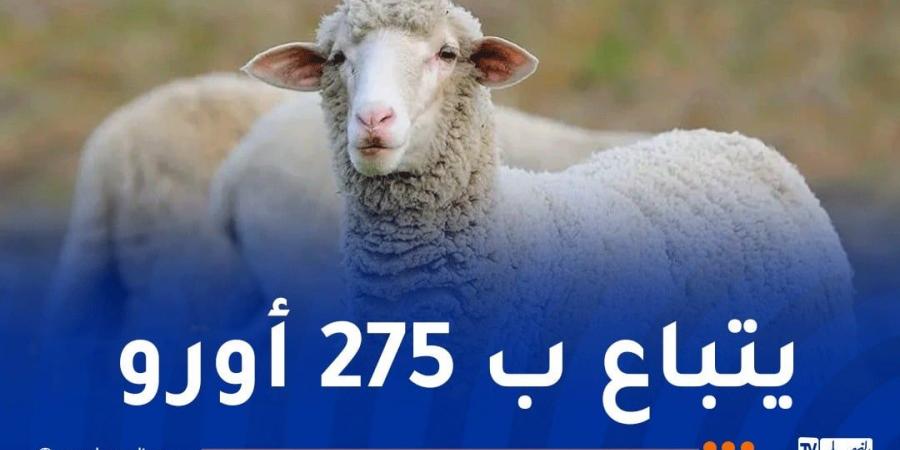 هذا
      هو
      سعر
      الخروف
      الإسباني - غاية التعليمية