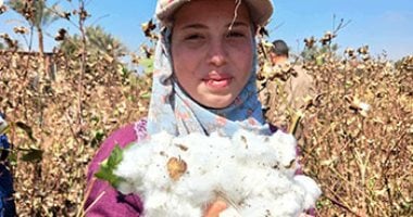 الاستعدادات تتكثف مع انطلاق موسم جني القطن بالفيوم أول أغسطس 2025