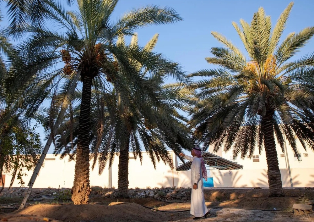 بشائر اقتصادية لأهالي الجوف مع بدء حصاد نخيل “الصفرا” وبواكير التمور في 2025