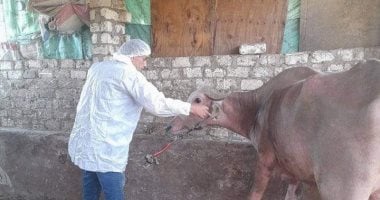 تحصين 42 ألف ماشية في الجيزة خلال الحملة القومية لحماية الثروة الحيوانية عام 2025
