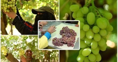 تعرف على تفاصيل دخول المحاصيل المصرية إلى 8 أسواق تصديرية جديدة في 2025
