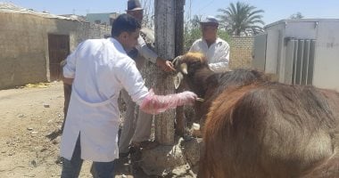 حماية 1.8 مليون رأس ماشية من الحمى القلاعية والوادي المتصدع خلال 2025