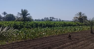 لجنة استرداد أراضي الدولة تؤكد.. إزالة جميع العقبات أمام إجراءات التقنين في 2025