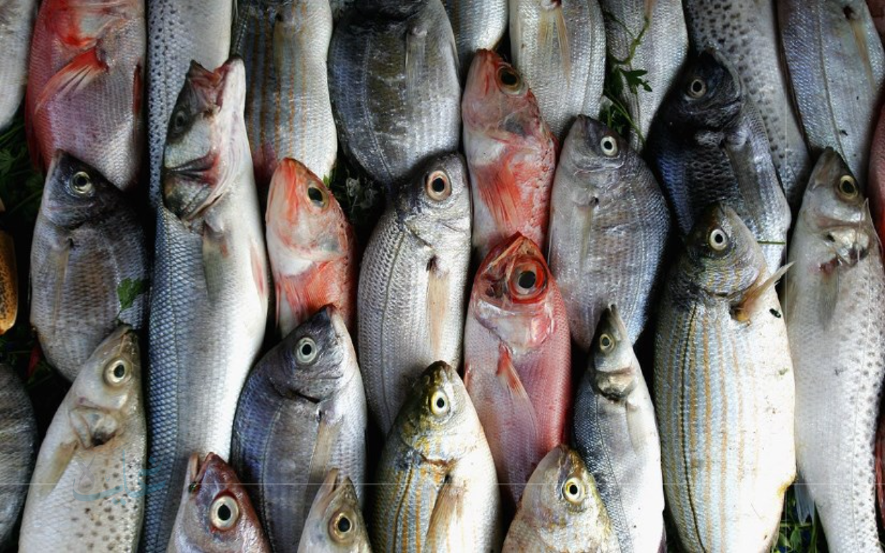 أحدث أسعار الأسماك في كفر الشيخ ليوم الأحد 24 أغسطس 2025