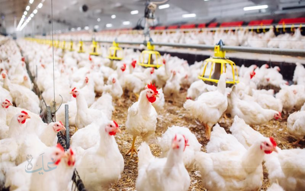 البيض وصل كام؟ أسعار الفراخ البيضاء والبيض اليوم الأحد 24 أغسطس 2025