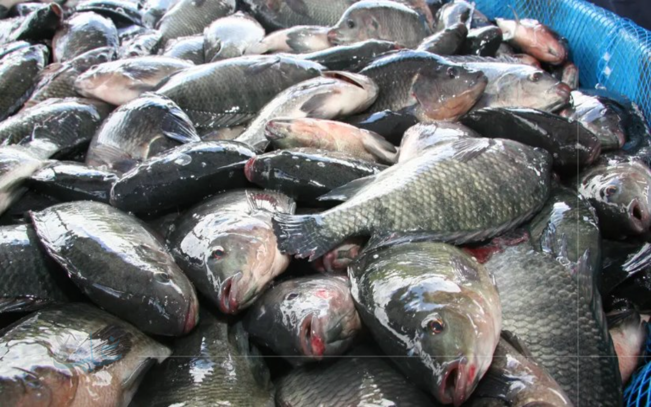 مفاجأة للمستهلكين.. أسعار الأسماك في الأسواق اليوم الأربعاء 27-8-2025 بأسعار تنافسية