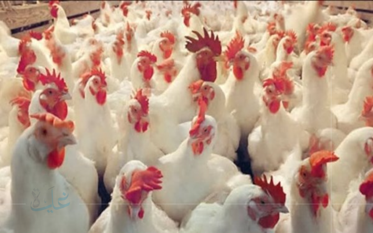 الكيلو وصل كام.. أسعار الدواجن البيضاء اليوم الاحد 24 أغسطس 2025