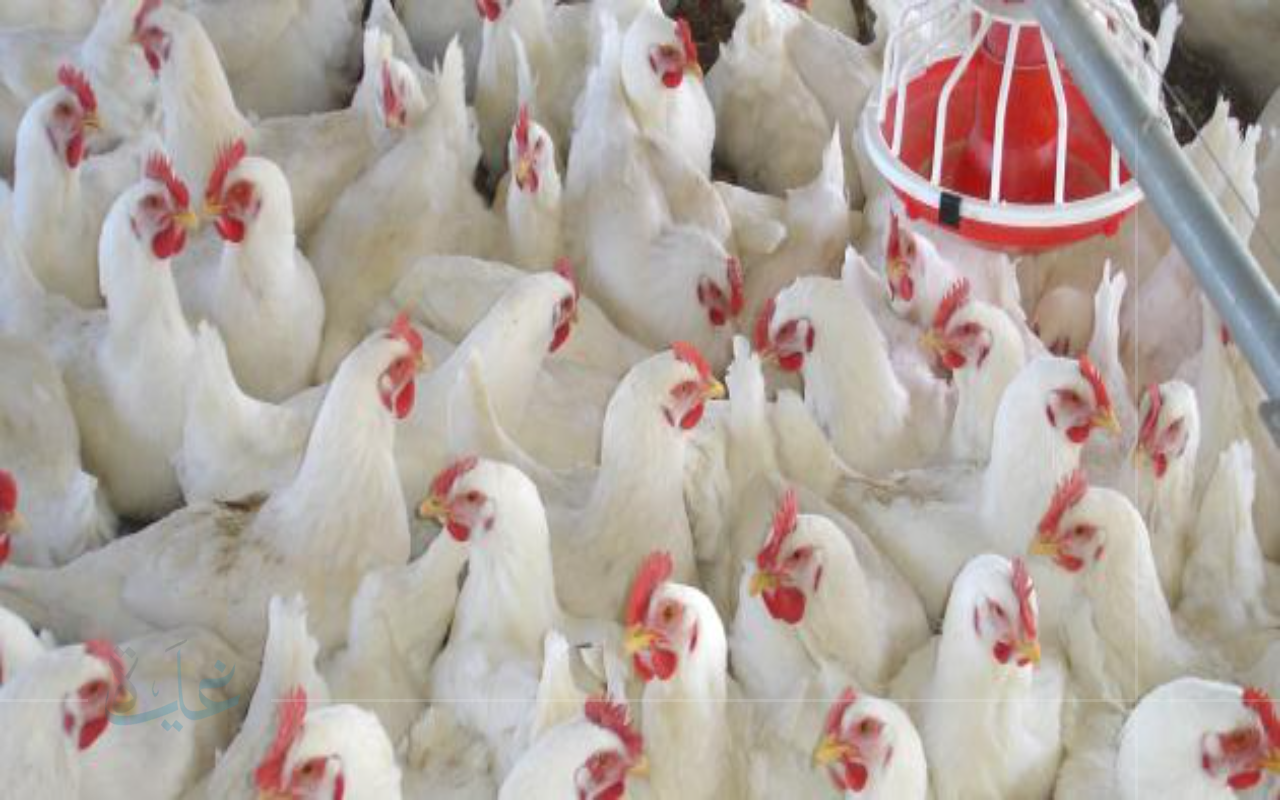 تراجع كبير في أسعار الدواجن والبيض بالأسواق اليوم 2025 بعد انخفاض الأعلاف