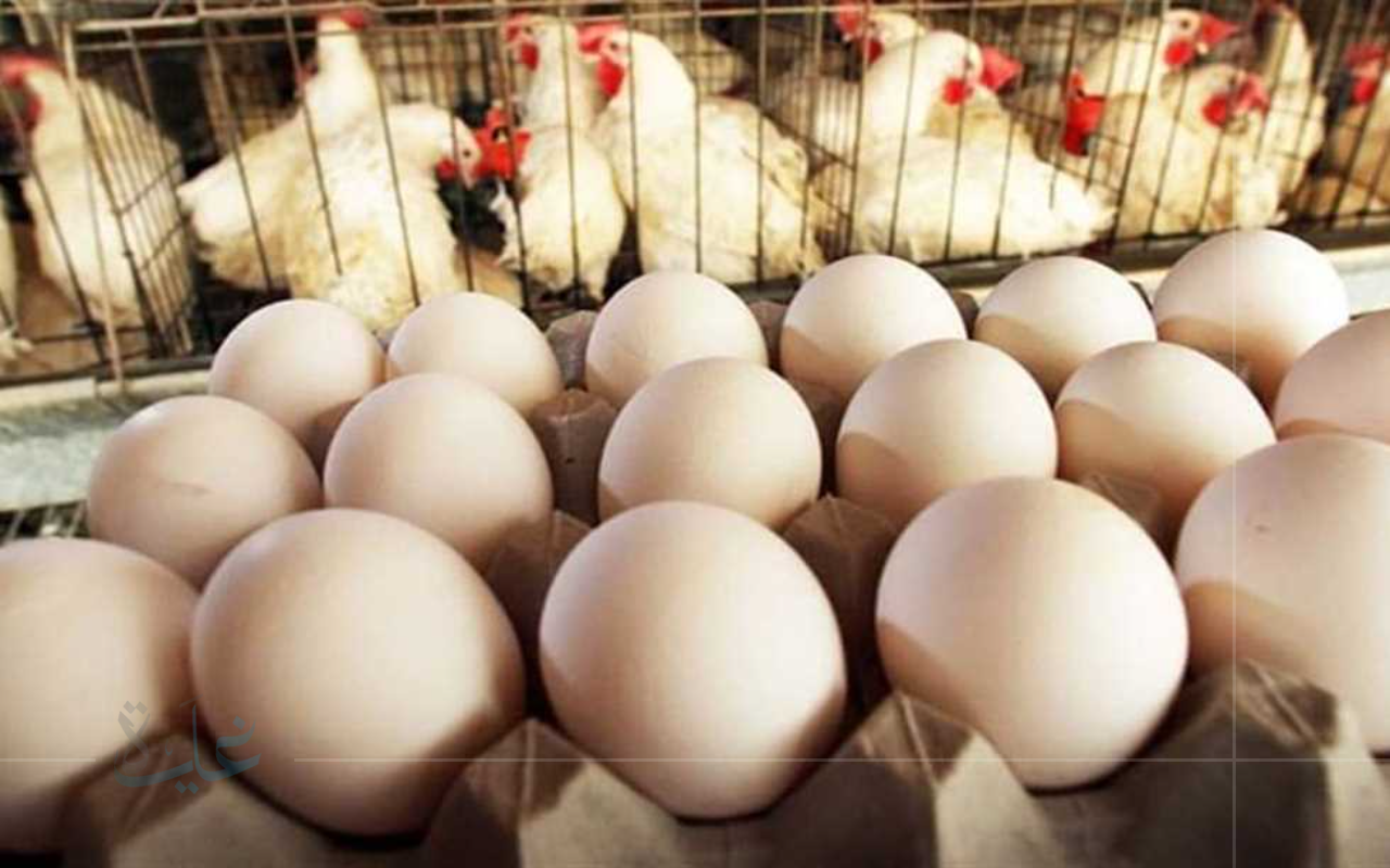 تعرّف على أحدث أسعار الفراخ البيضاء والبلدي في الأقصر اليوم الاحد 24 أغسطس 2025