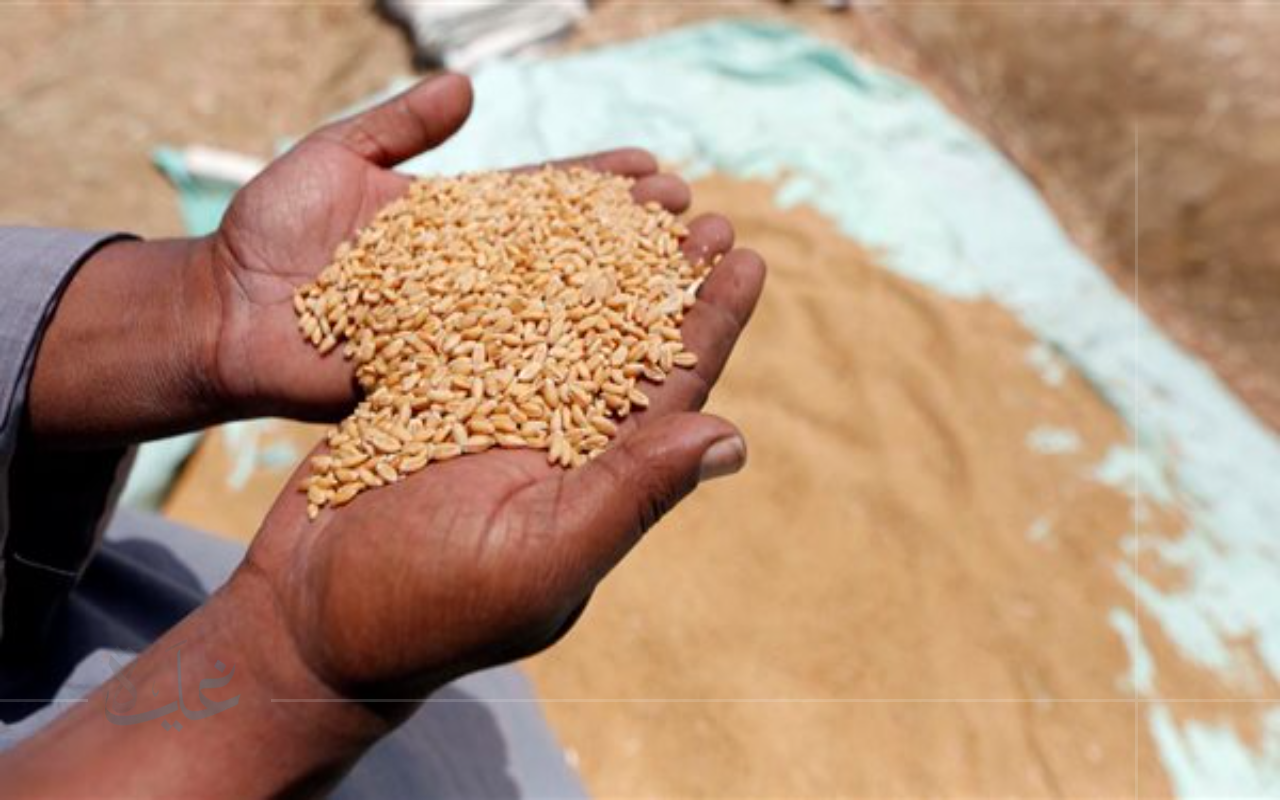 ارتفاع أسعار توريد القمح في 2025 مع نمو الإنتاج المحلي وتقلص الاعتماد على الواردات
