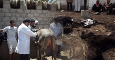 استمرار حملات تطعيم الحمى القلاعية من وزارة الزراعة لحماية الثروة الحيوانية في 2025