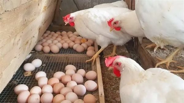 تعرف على أسعار الفراخ البيضاء اليوم.. استقرار سعر الكيلو السبت 9 أغسطس 2025