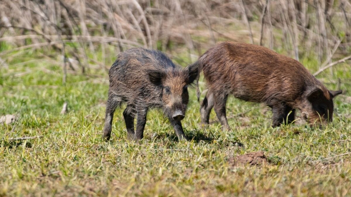 تحذيرات المسؤولين بشأن الخنازير البرية في كاليفورنيا لعام 2025