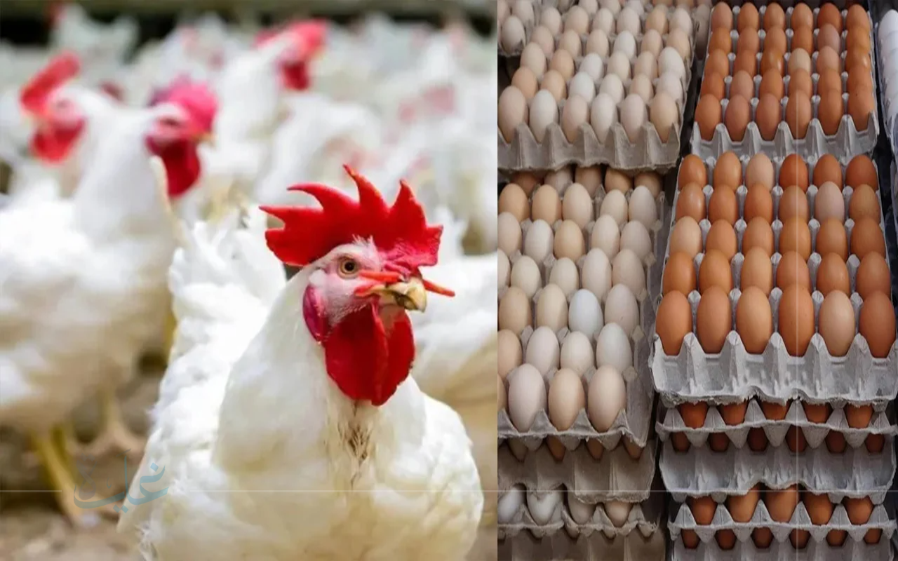 شكلنا هناكل فراخ النهارده.. تراجع أسعار الفراخ البيضاء اليوم الإثنين 11 أغسطس 2025 شوف أحدث الأسعار