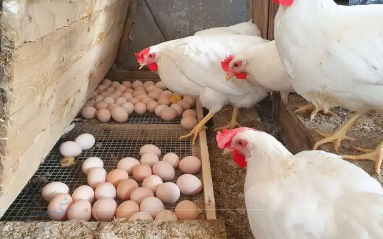 أسعار الفراخ البيضاء تستقر.. والبيض يشهد ارتفاعاً مع اقتراب موسم المدارس 2025