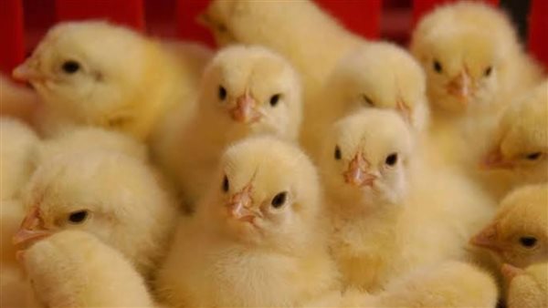 تعرف على سعر الكتكوت الأبيض عمر يوم الأربعاء 6 اغسطس 2025 في جميع الشركات