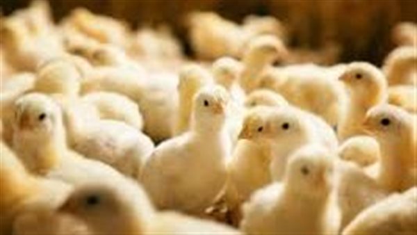 تعرف على آخر تحديثات أسعار الكتكوت الأبيض عمر يوم السبت 09/08/2025