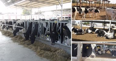 تقدم كبير لقطاع الثروة الحيوانية في مصر خلال عام 2025.. إليك أبرز التطورات