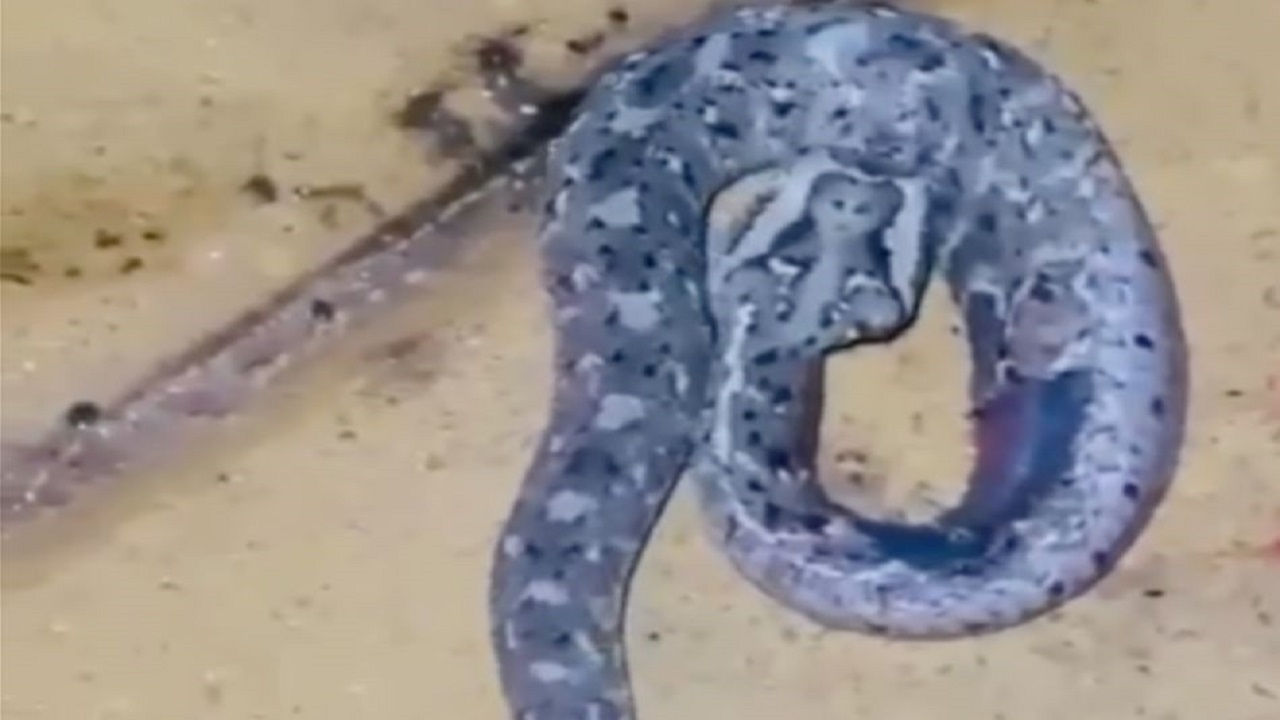 ثعبان بملامح وجه امرأة يثير الذعر في قرية العينة بمركز ردوم بعسير.. فيديو يوثق الواقعة 2025