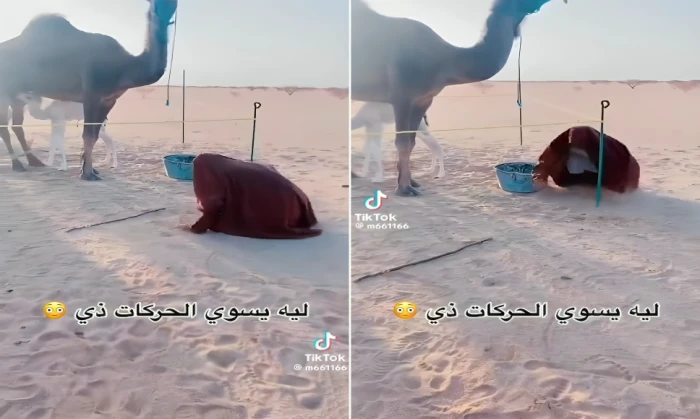 جدل واسع في 2025 بعد قيام شخص بتقليد الكلب أمام ناقة.. ومستخدمو التواصل يوضحون الدافع