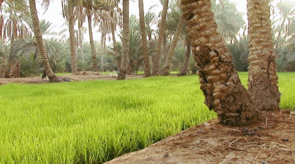 رقابة شاملة على مزارع واحة الأحساء لتحقيق أعلى معايير الجودة