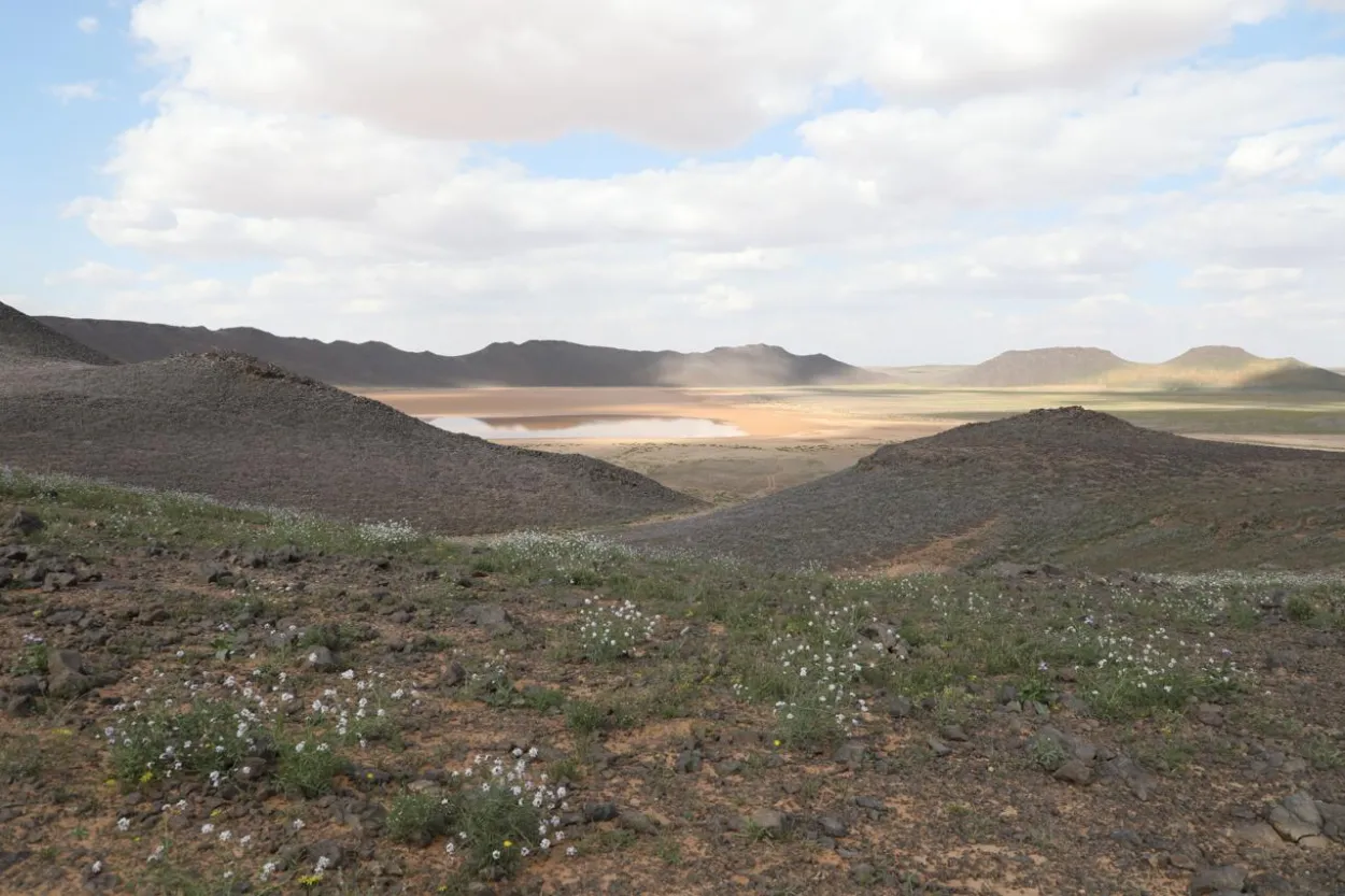 10 إنجازات بارزة في 2025.. كيف ساهمت محمية الملك سلمان في حماية البيئة والتنوع الأحيائي؟