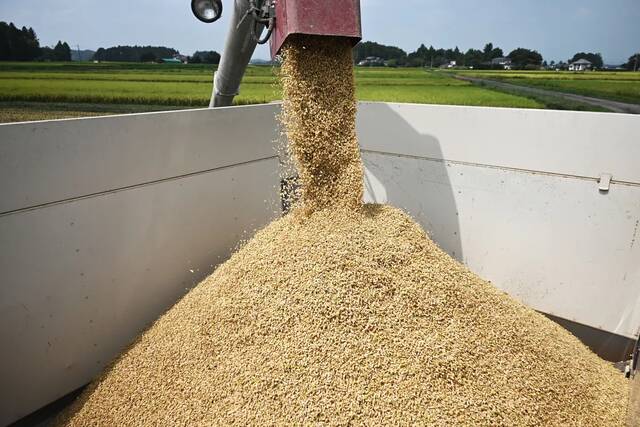 خلافات حادة تبرز حول الأرز في الاتفاق التجاري بين الولايات المتحدة واليابان لعام 2025