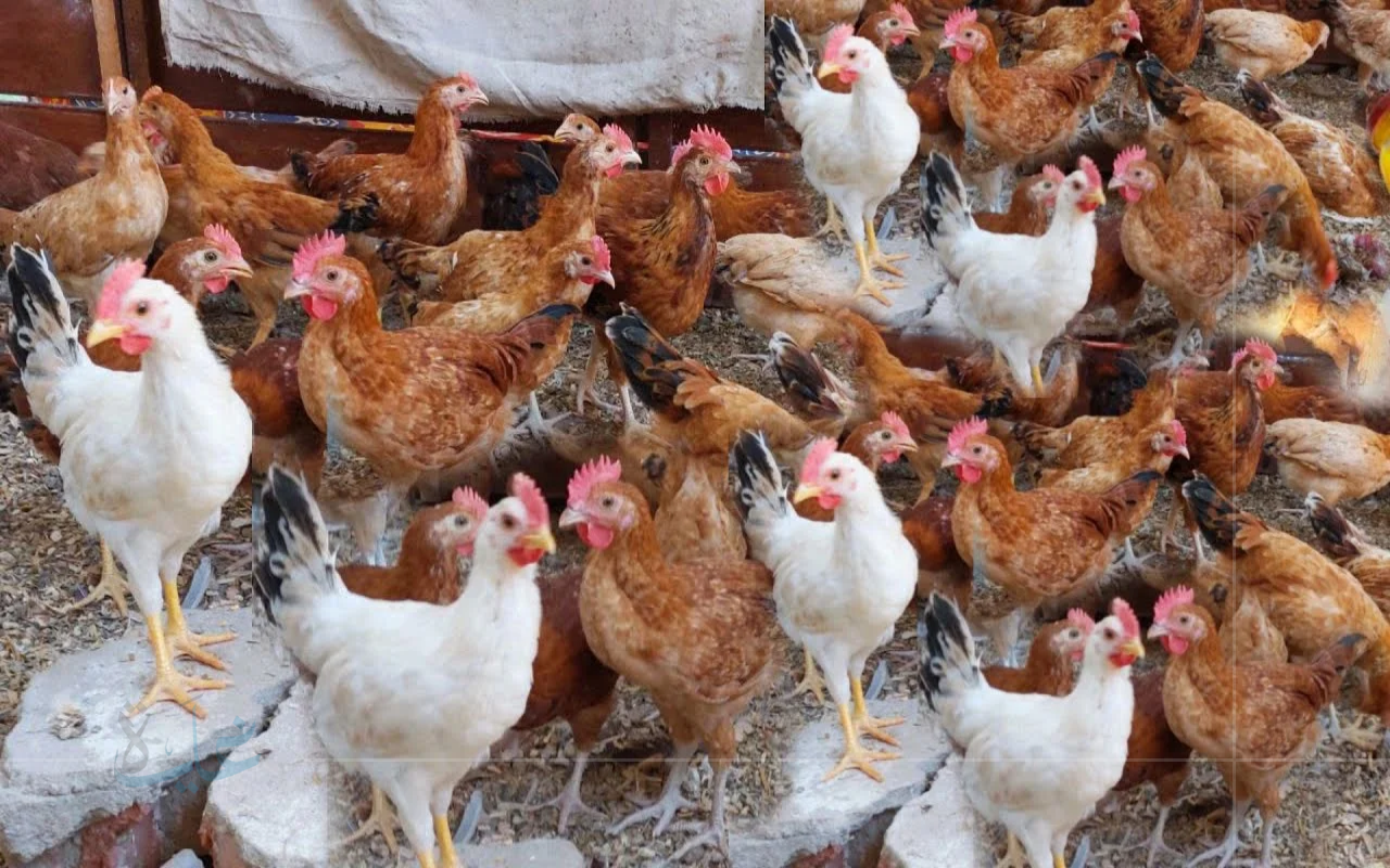 مفاجأة في السوق.. أحدث أسعار الدواجن في مصر اليوم الإثنين 1 سبتمبر 2025