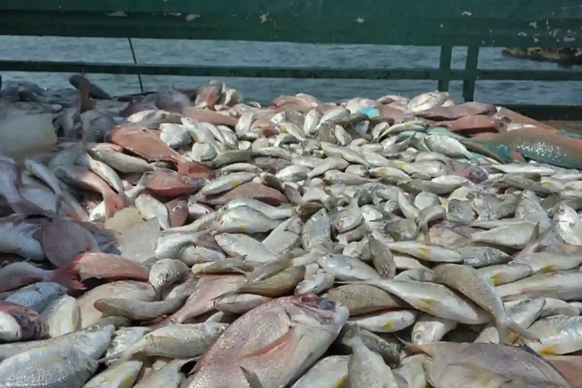 جهود مكثفة لأمانة جدة تسفر عن ضبط ما يزيد على 4 أطنان من المنتجات الخطرة خلال 2025