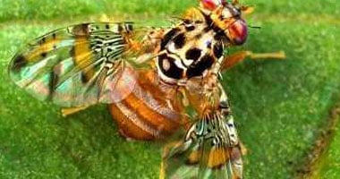 جهود مكثفة من وزارة الزراعة لمواجهة ذباب الفاكهة قبيل موسم الموالح 2025