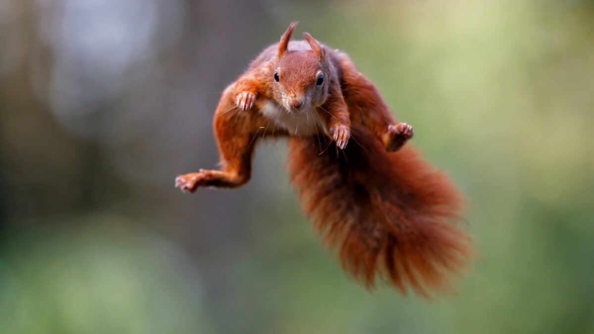 هجوم سنجاب كاليفورنيا الشرير يتسبب في نقل شخصين أو أكثر للطوارئ عام 2025