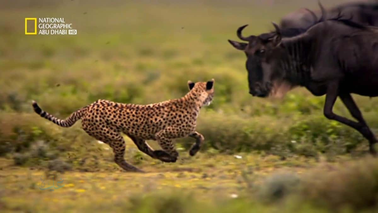 برامج الصيد على القناة.. تردد قناة ناشيونال جيوغرافيك أبو ظبي الجديد 2025 على النايل سات