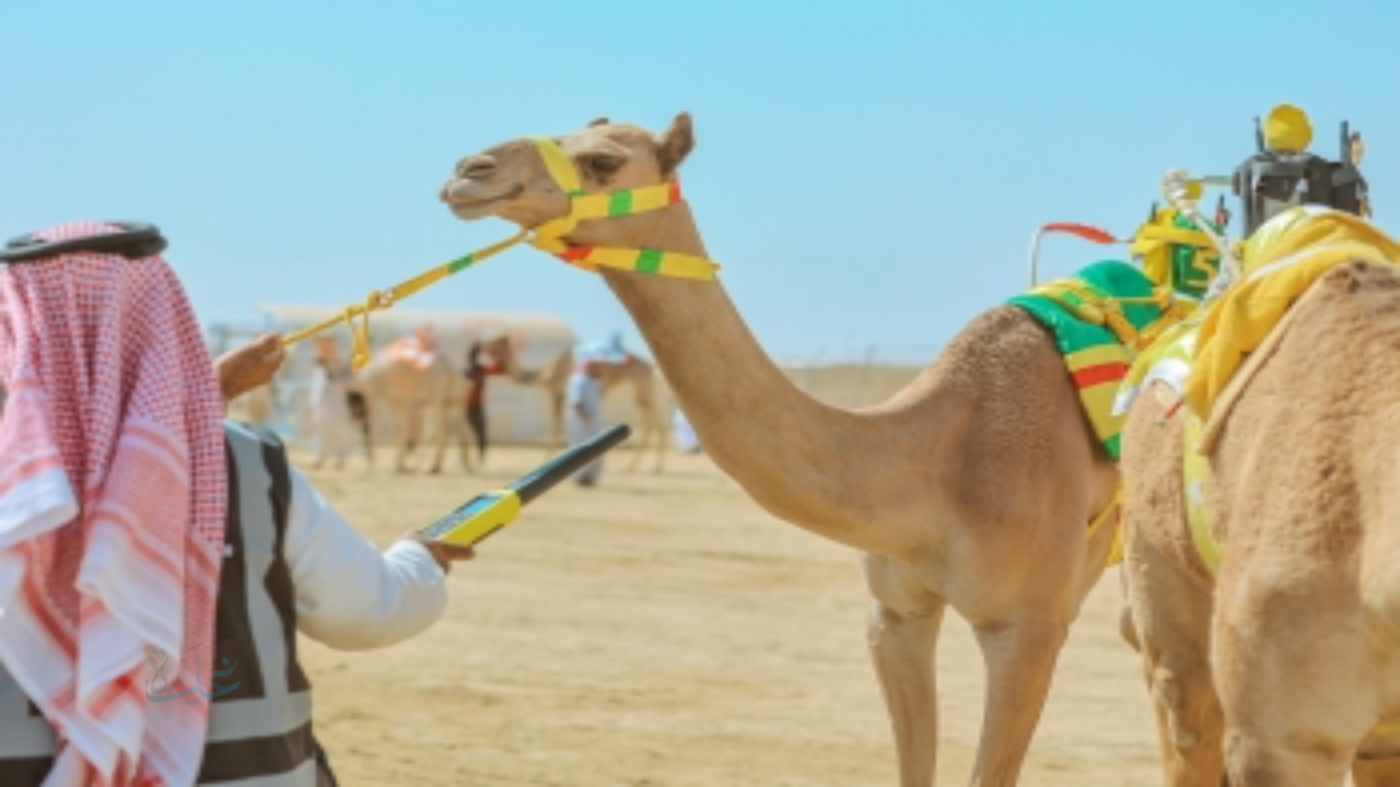 موعد كأس العرب للهجن 2025 في وادي رم والقنوات الناقلة للبطولة المنتظرة