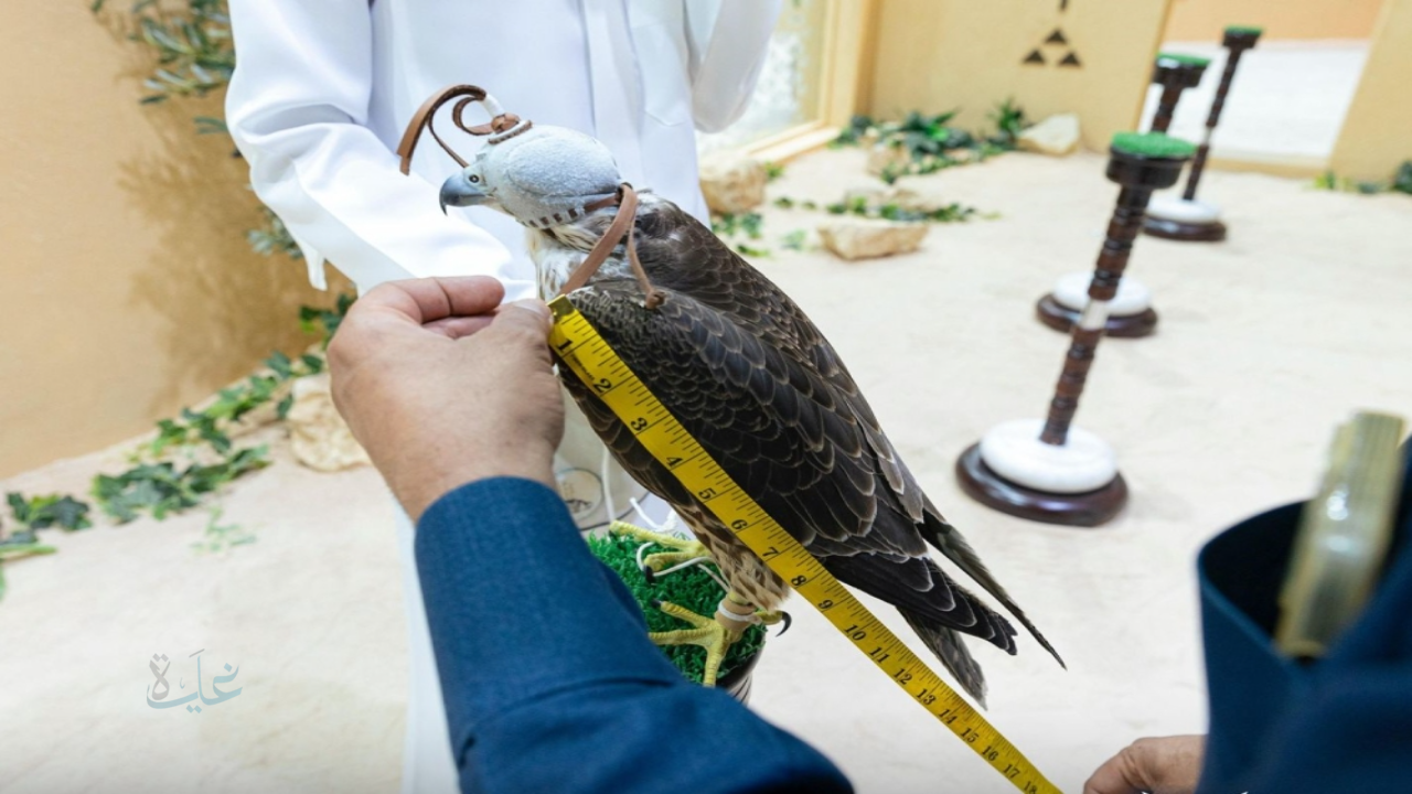 بيع صقرين بـ385 ألف ريال في الليلة 21 من مزاد نادي الصقور السعودي