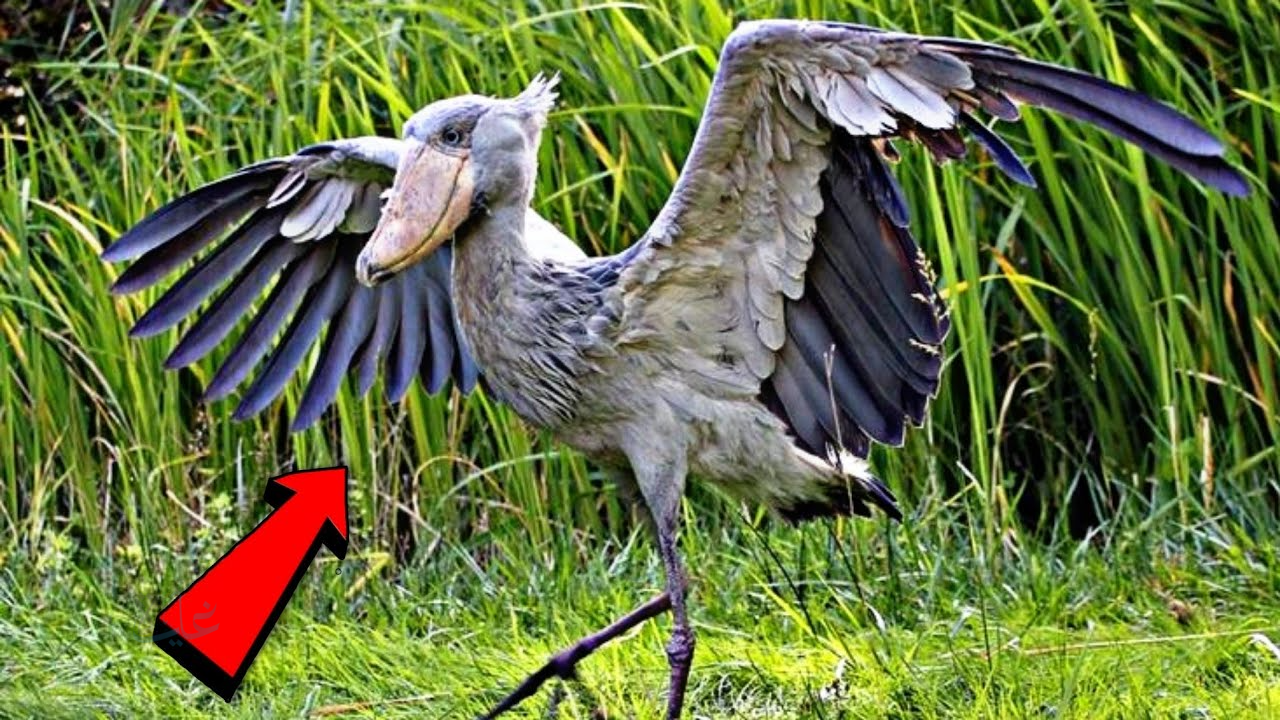 الرعب يعود: طائر أبو مركوب العملاق بطول الإنسان الذي يفترس التماسيح يثير دهشة العالم!