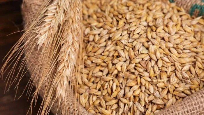 الطن وصل كام؟ أسعار الأرز الشعير اليوم في جميع الأسواق المصرية