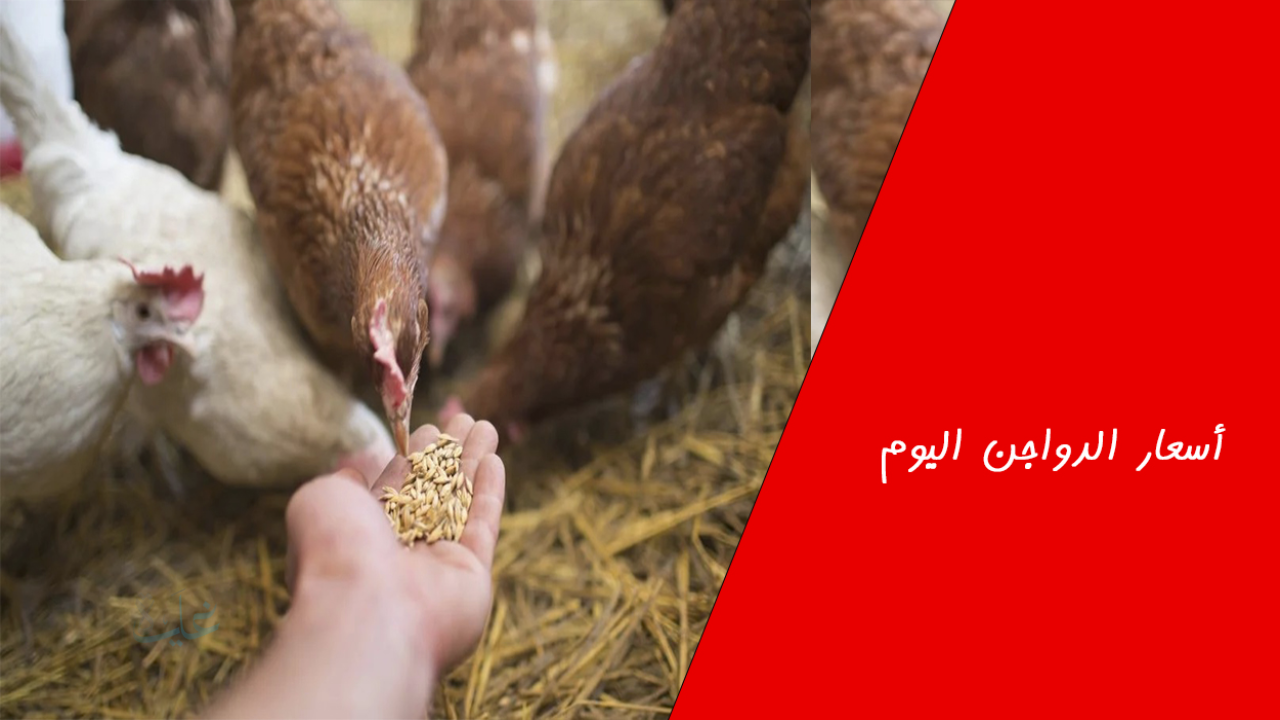 أسعار الدواجن اليوم في مصر الخميس 22 يناير بالمزارع وبالأسواق