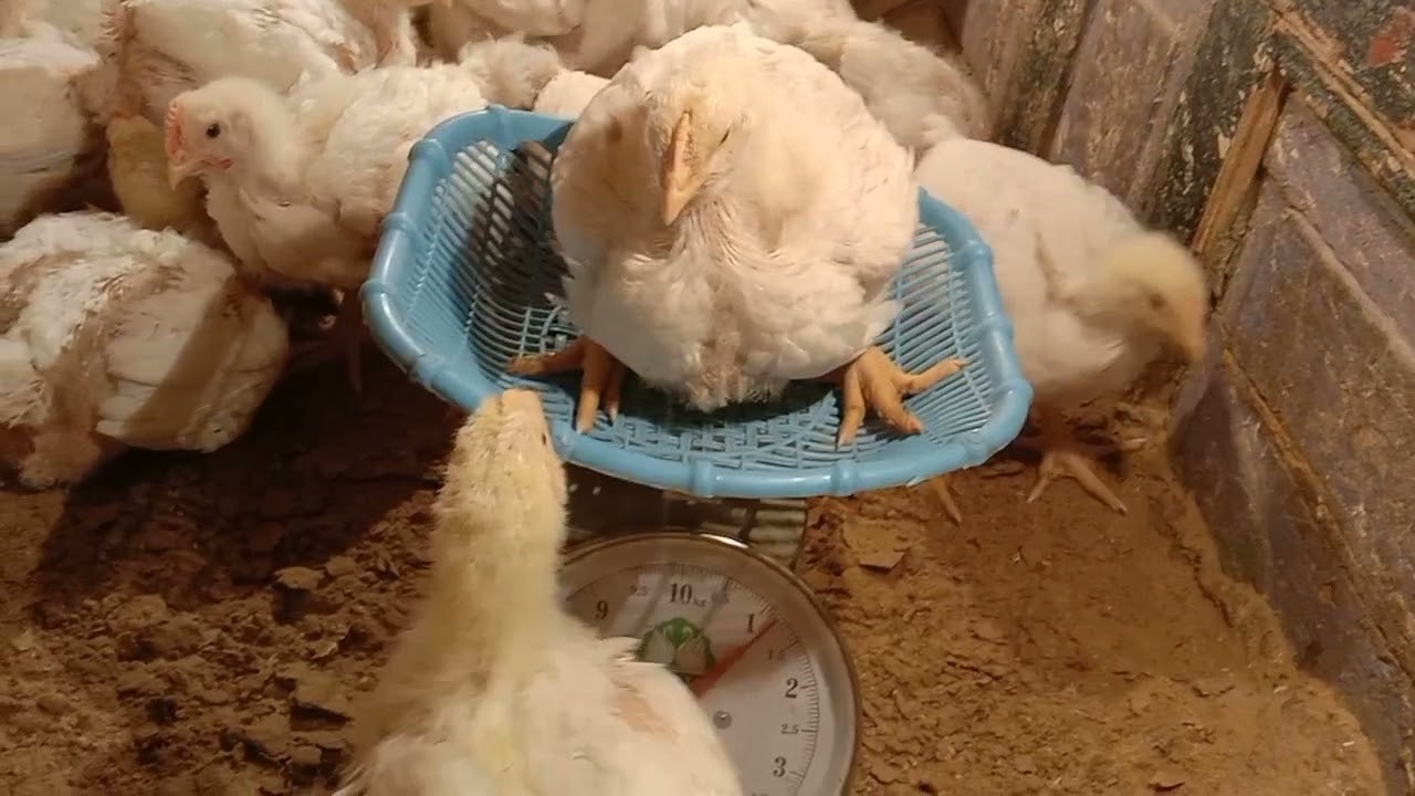 سعر كيلو الفراخ اليوم.. بورصة الدواجن الان أسعار الفراخ البيضاء اليوم الخميس 15 يناير 2026 في السوق