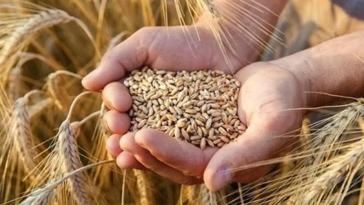 سعر طن الأرز الشعير في الأسواق.. أسعار الأرز اليوم الأربعاء 21 يناير 2026 والسلع الأساسية وفق آخر تحديث