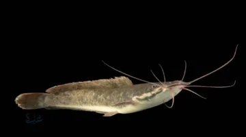 جننت أهل السعوديه.. اكتشاف سمكة تسبح في رمال الصحراء القاسية.. اكتشاف نادر يهز العلماء