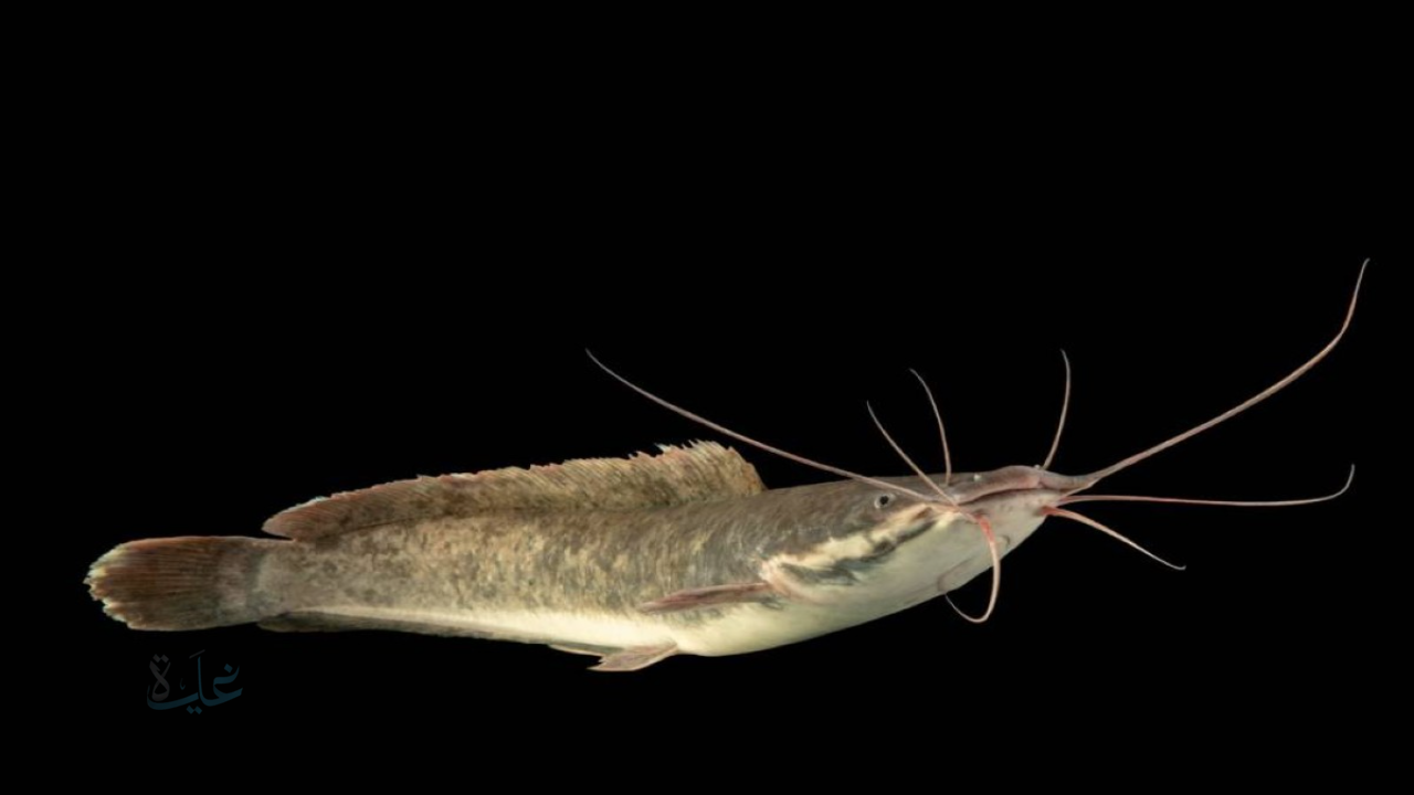 جننت أهل السعوديه.. اكتشاف سمكة تسبح في رمال الصحراء القاسية.. اكتشاف نادر يهز العلماء