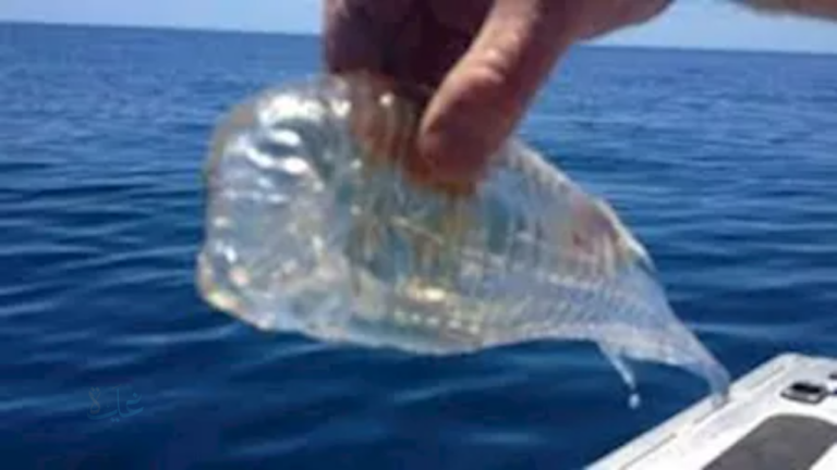 احتار بها أهل الخليج.. سمكة شفافة تسبح في البحر وكأنها مثل الزجاج