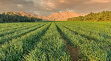 وزارة البيئة تعلن موعد ايقاف زراعة الاعلاف المعمرة في السعودية