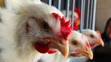 بكام قبل رمضان.. سعر كيلو الفراخ البيضاء اليوم الاثنين 16 فبراير 2026