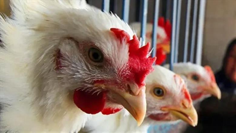 بكام قبل رمضان.. سعر كيلو الفراخ البيضاء اليوم الاثنين 16 فبراير 2026