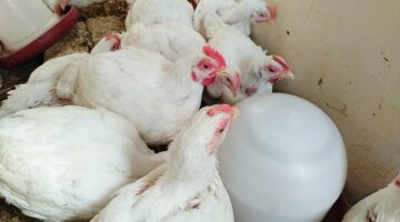 الآن سعر الفراخ البيضاء اليوم الاربعاء 4 يناير 2026 في مصر بجميع الاسواق